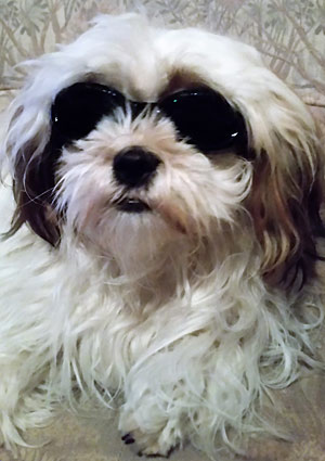 Laserbril hond